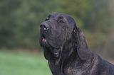 FILA BRASILEIRO 087